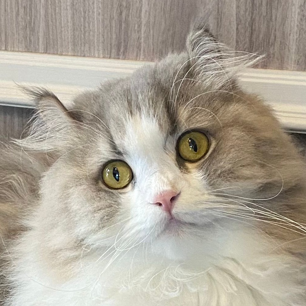ひじき
